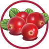 Probiotics for UTI (urinary tract infection) with cranberry extract Probaclac