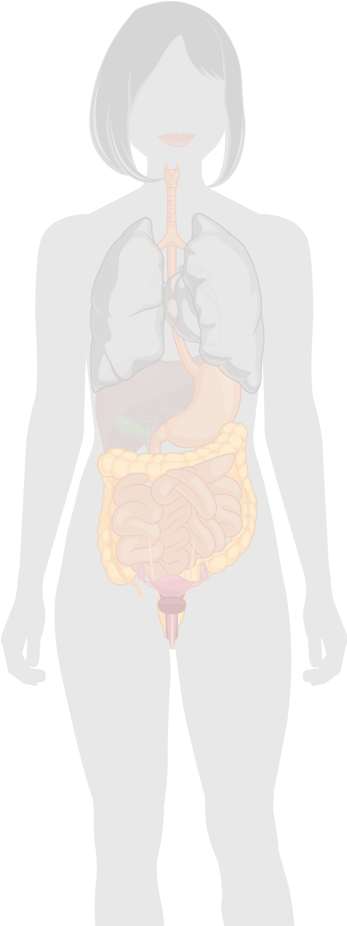 Microbiote et probiotiques