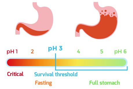 enteric-coated capsule