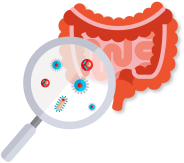 Probiotiques et microbiote ainés