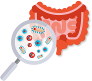 Probiotics and adult microbiota