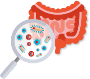 Probiotiques et microbiote adulte