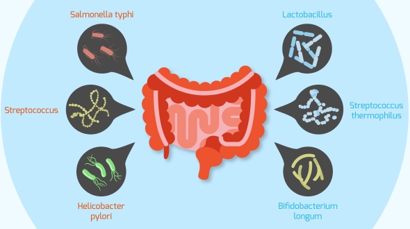 Bad and good probiotics bacteria